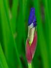 Usa-Washington State-Underwood. Iris flower bud Art Print
